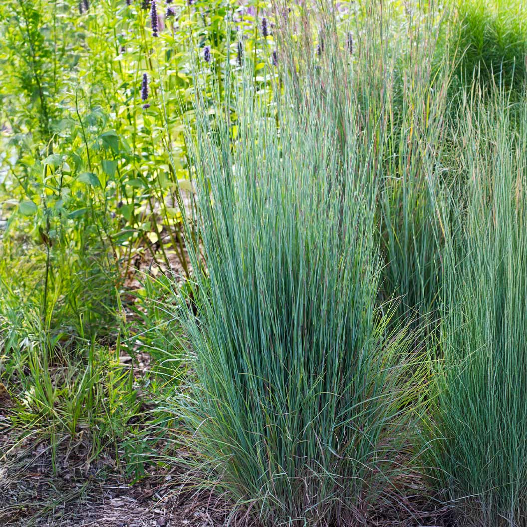 Prairie Blues Little Bluestem Grass - Image 3
