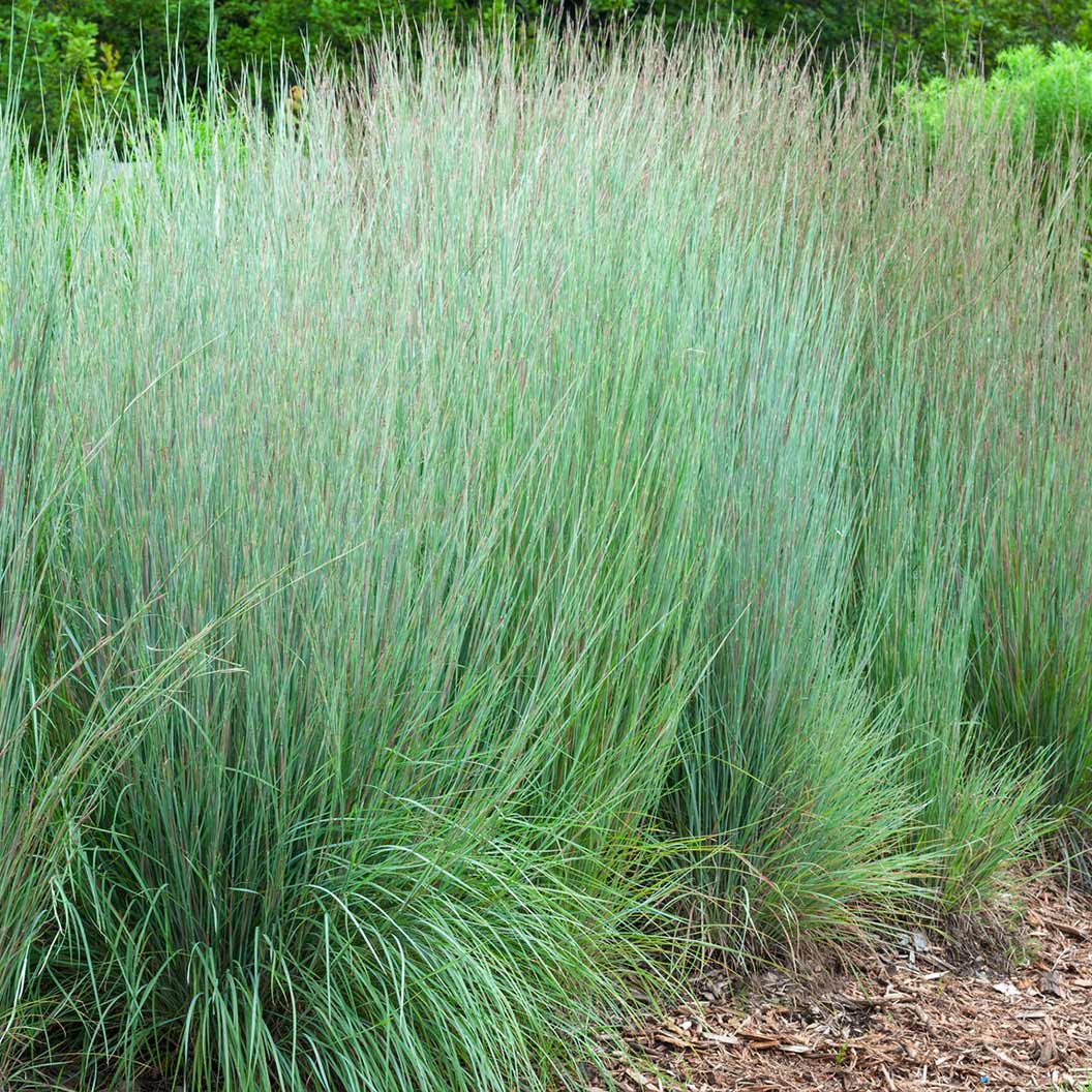 Prairie Blues Little Bluestem Grass - Image 4