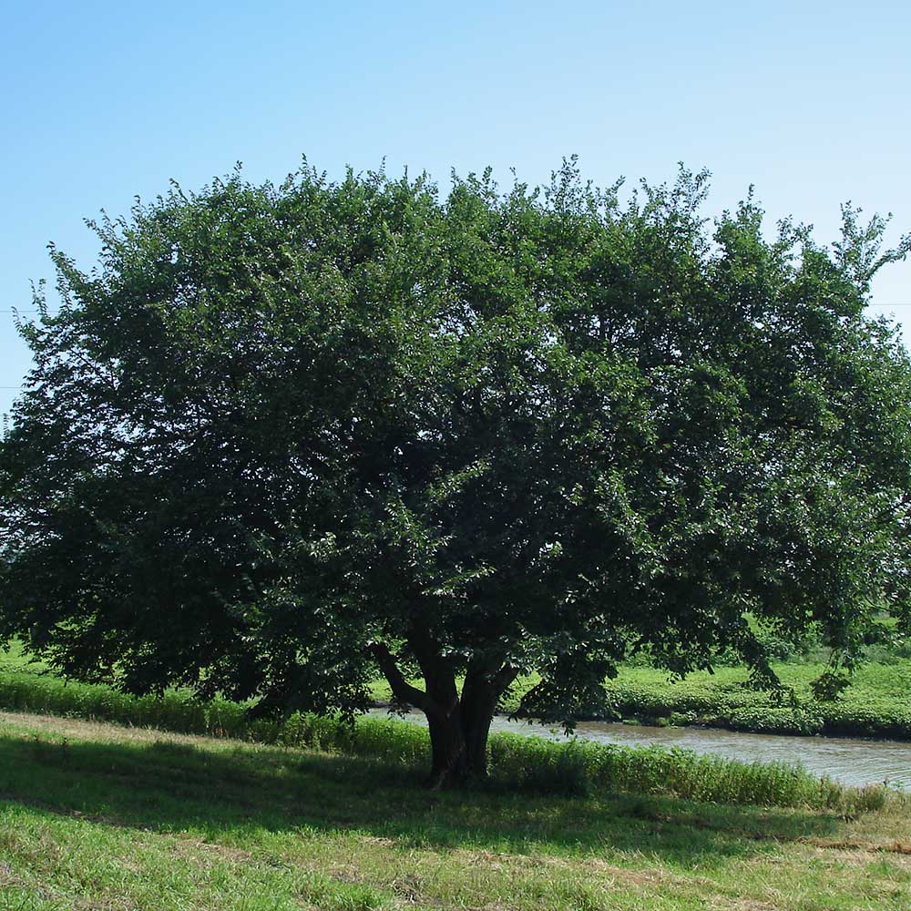 Prairie Expedition® Elm Tree - Image 2
