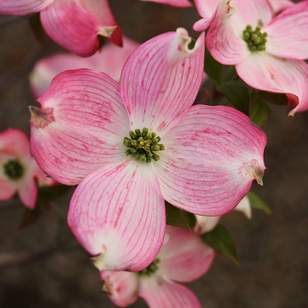 Prairie Pink Dogwood Tree - Image 2