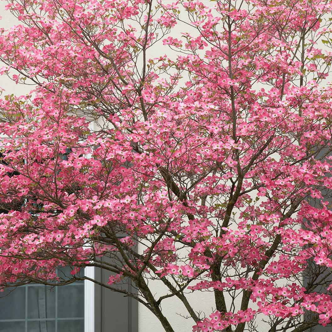 Prairie Pink Dogwood Tree - Image 3