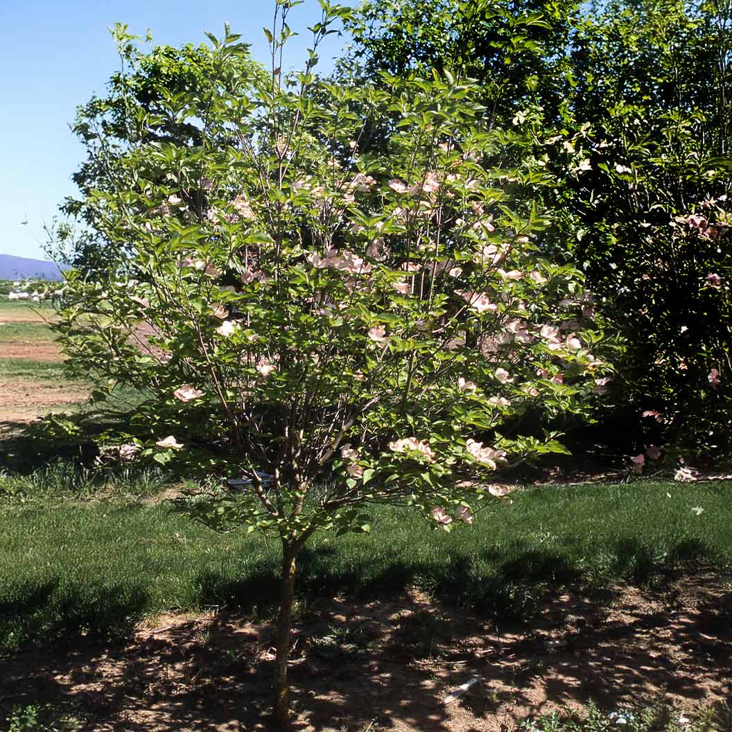 Prairie Pink Dogwood Tree - Image 4