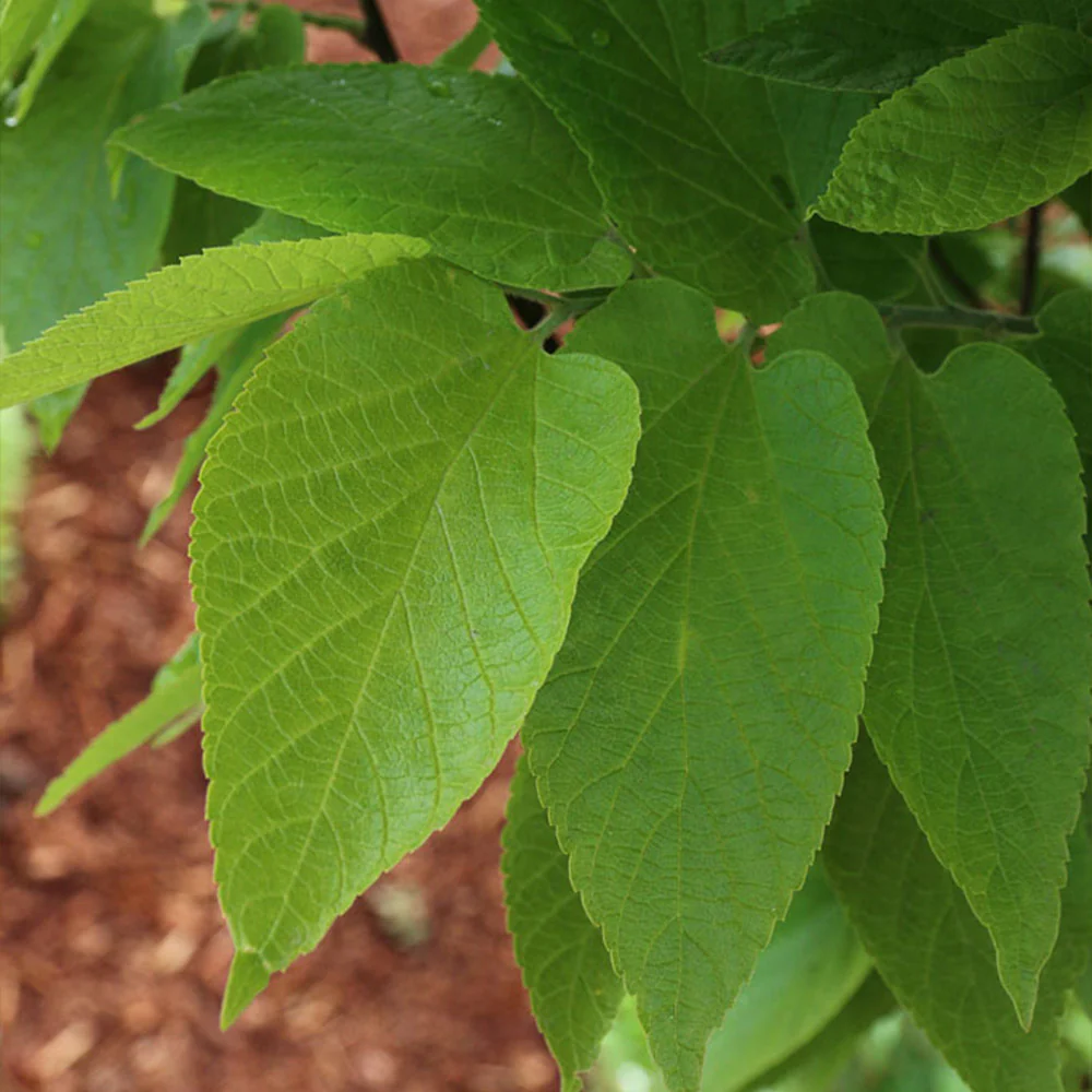 Prairie Sentinel® Hackberry Tree - Image 3