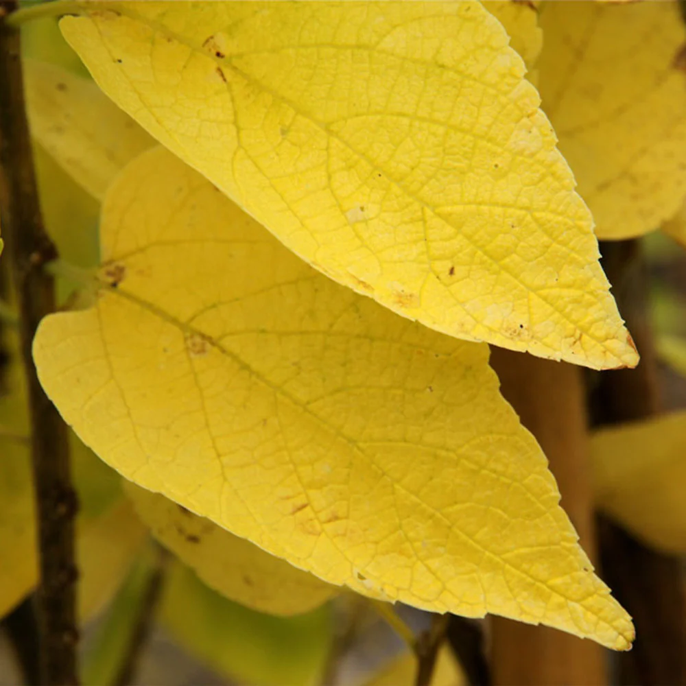 Prairie Sentinel® Hackberry Tree - Image 4
