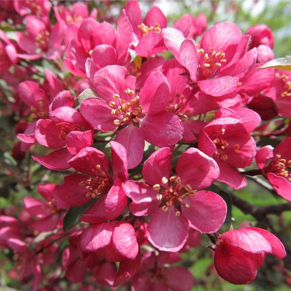 Prairifire Crabapple Tree - Image 3