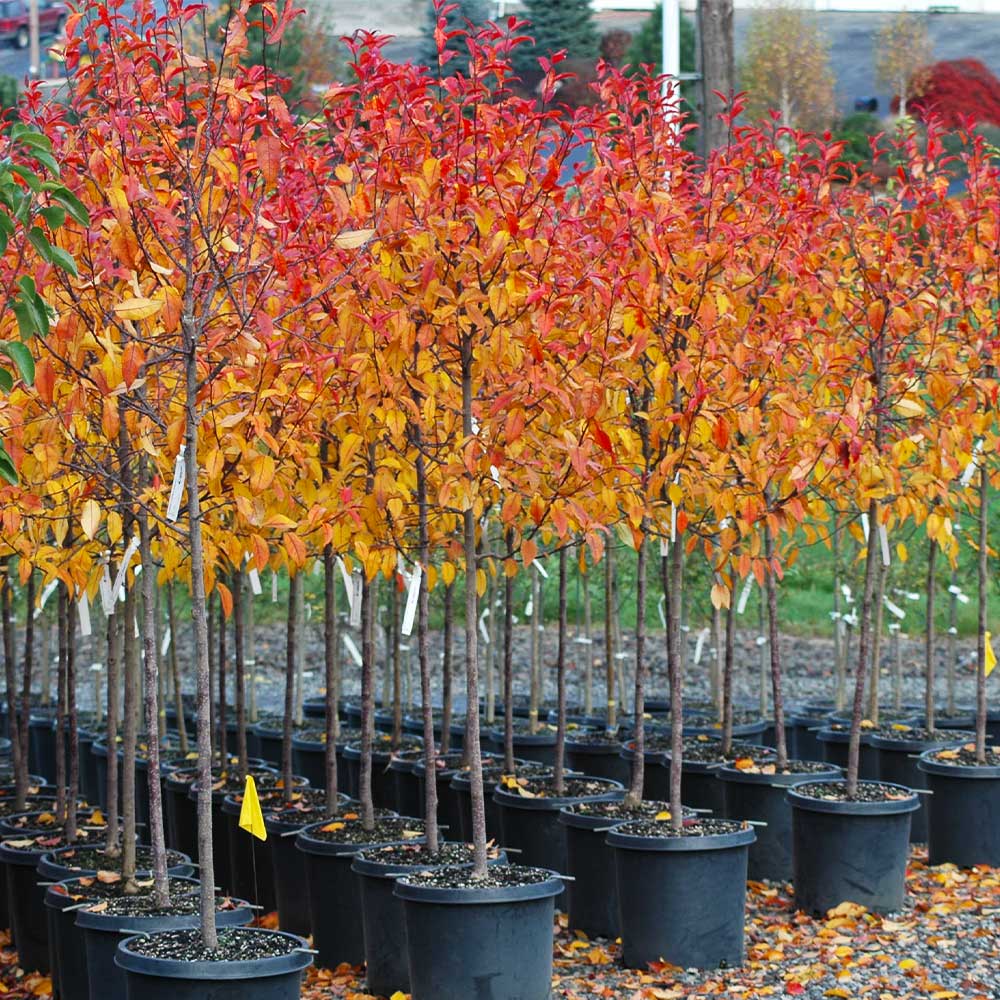 Prairifire Crabapple Tree - Image 4