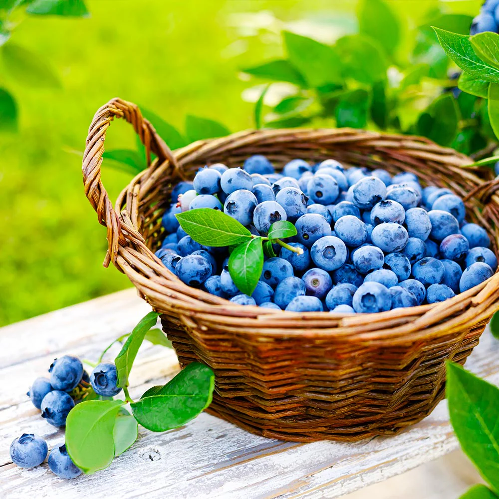 Premier Blueberry Bush - Image 2