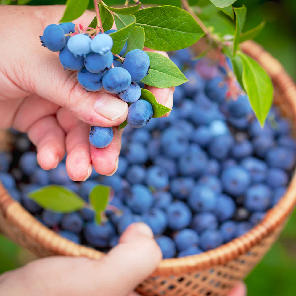 Premier Blueberry Bush - Image 3