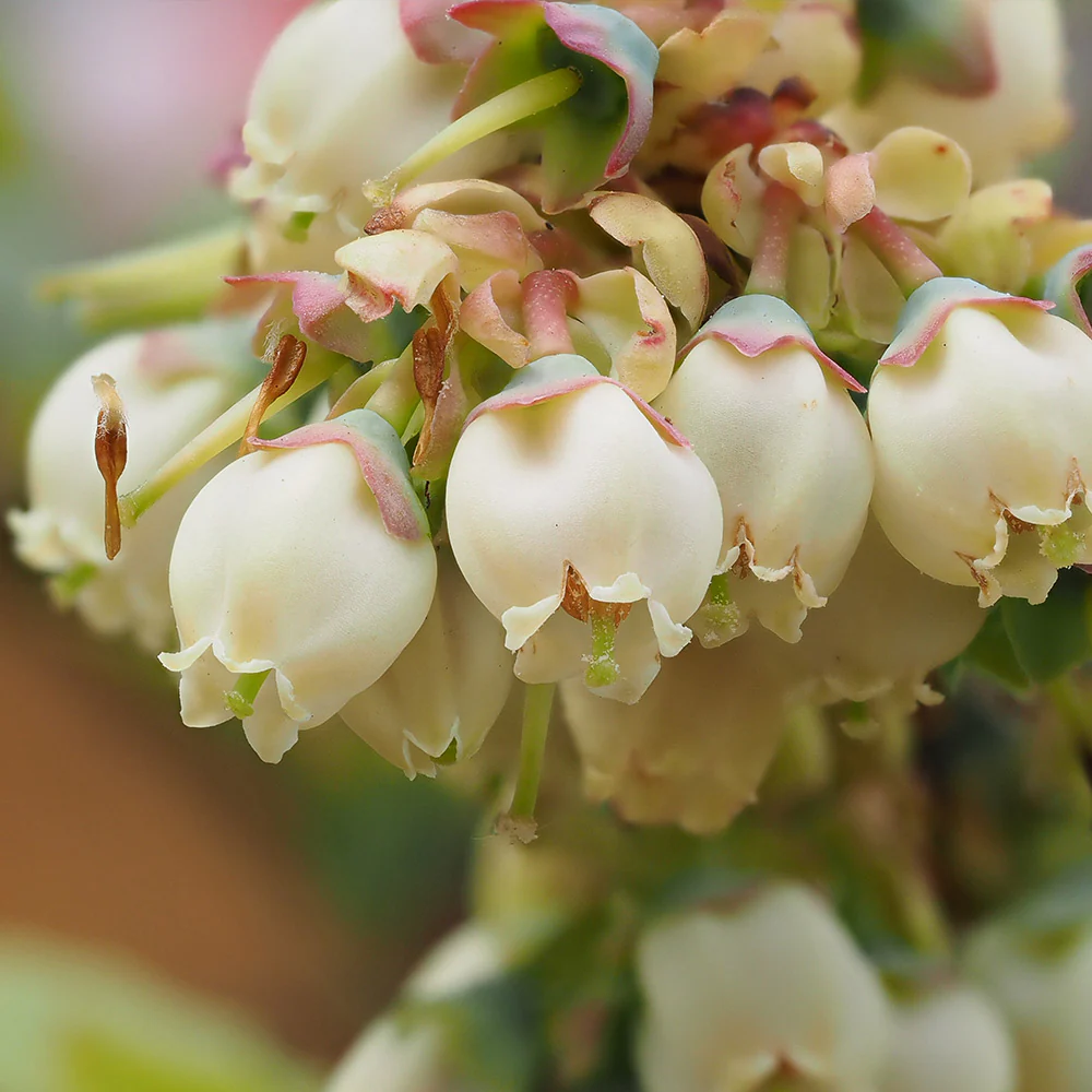 Premier Blueberry Bush - Image 4