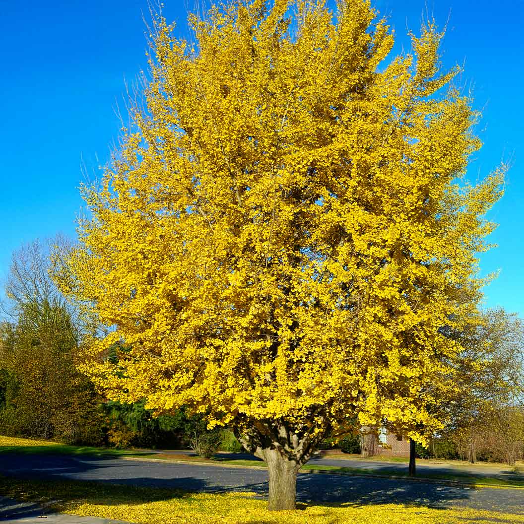 Presidential Gold® Ginkgo Tree - Image 2