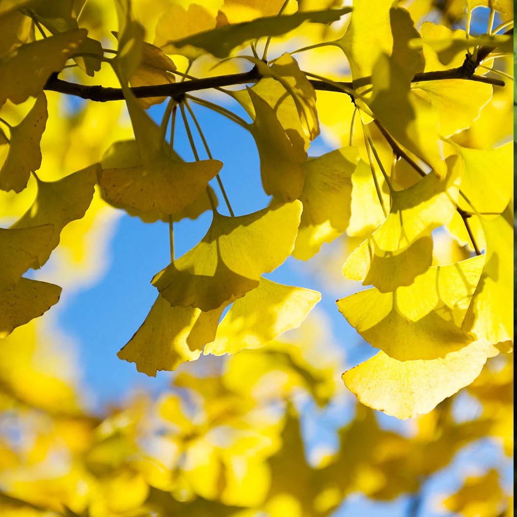 Presidential Gold® Ginkgo Tree - Image 3