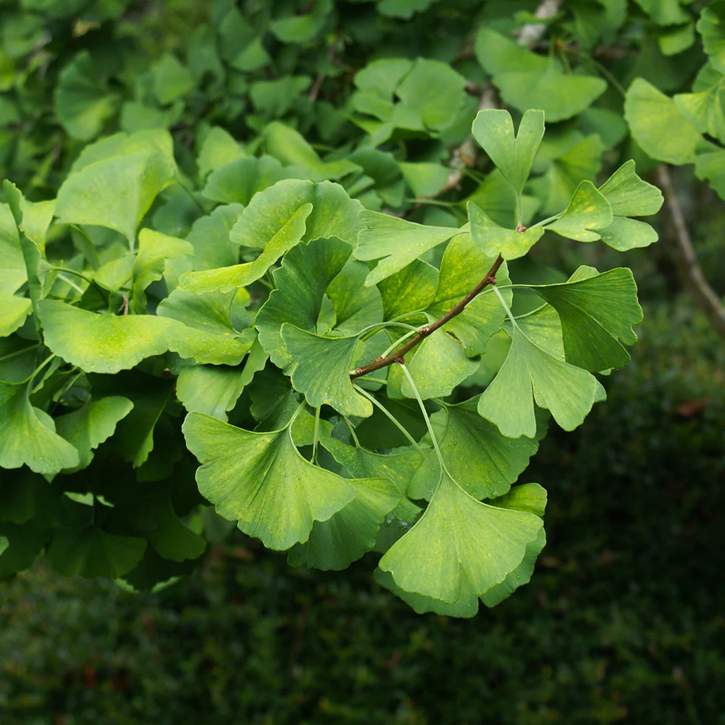 Presidential Gold® Ginkgo Tree - Image 4