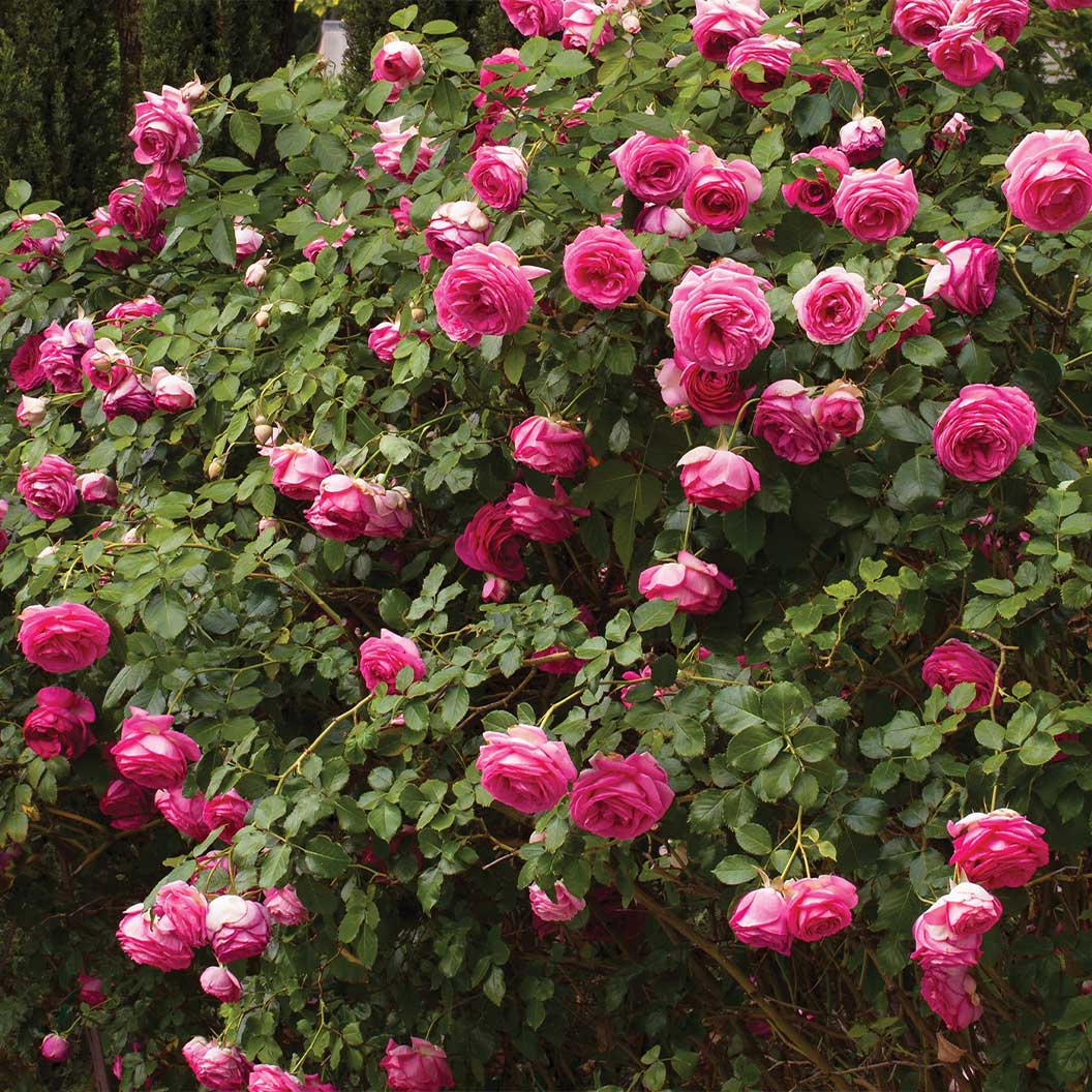 Pretty In Pink Eden Climber® Rose - Image 2