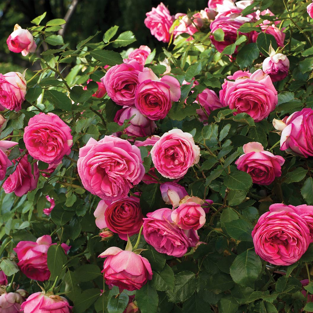 Pretty In Pink Eden Climber® Rose - Image 3