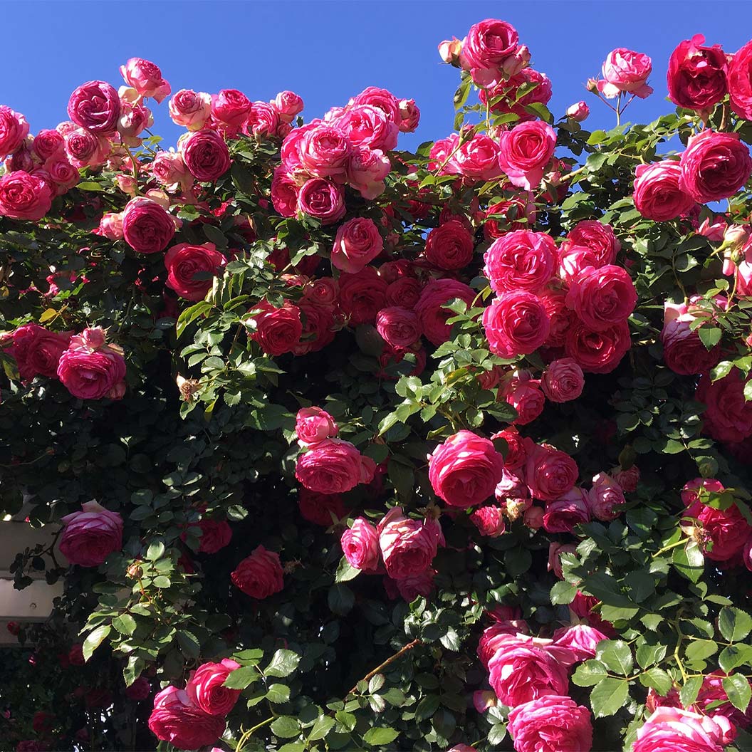 Pretty In Pink Eden Climber® Rose - Image 4