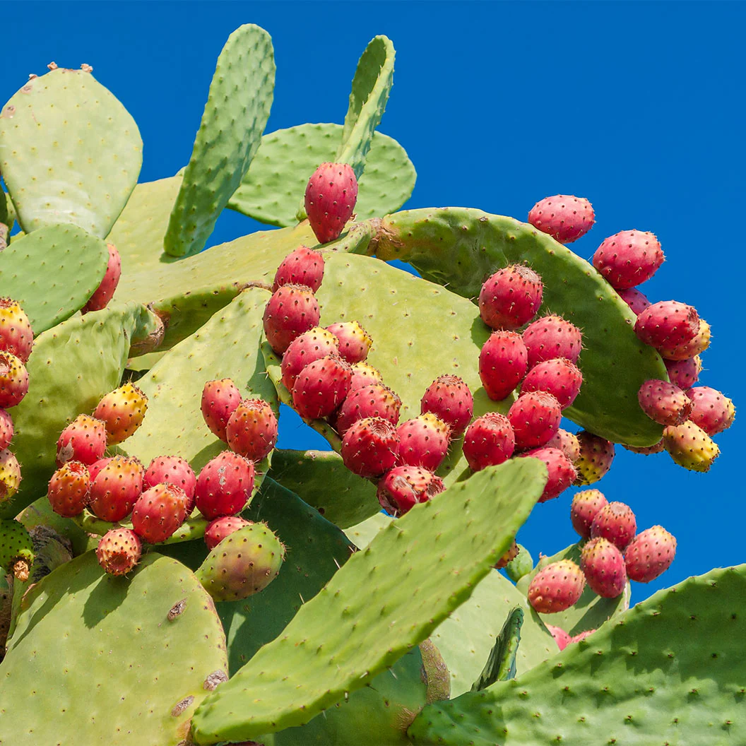 Nopal Prickly Pear Cactus Plant - Image 2