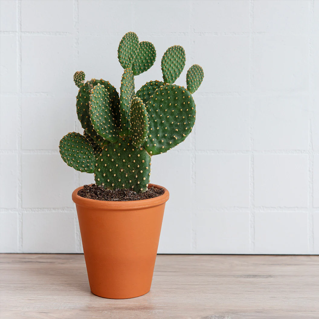 Nopal Prickly Pear Cactus Plant - Image 3