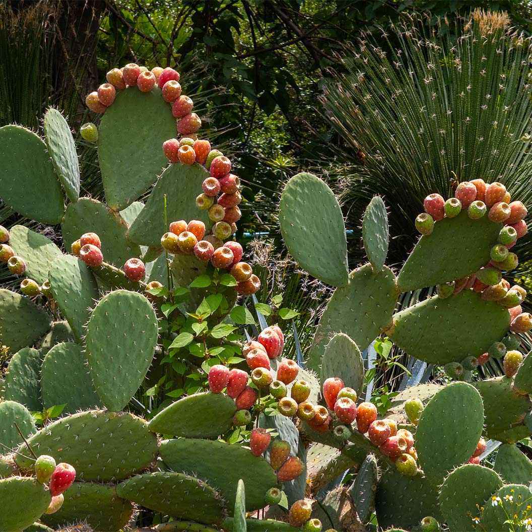 Nopal Prickly Pear Cactus Plant - Image 4
