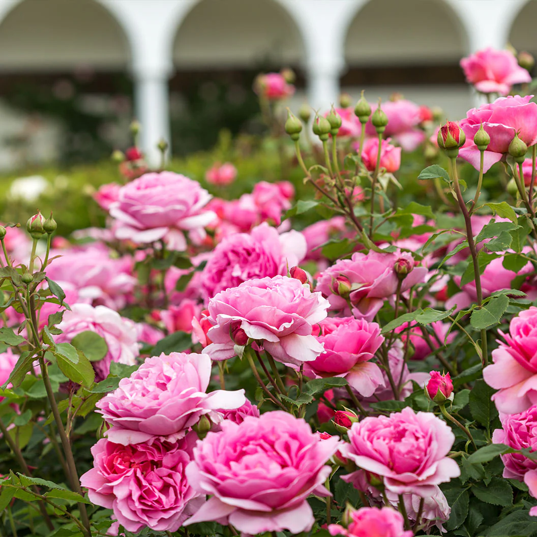 David Austin® Princess Alexandra of Kent™ Rose Bush - Image 2