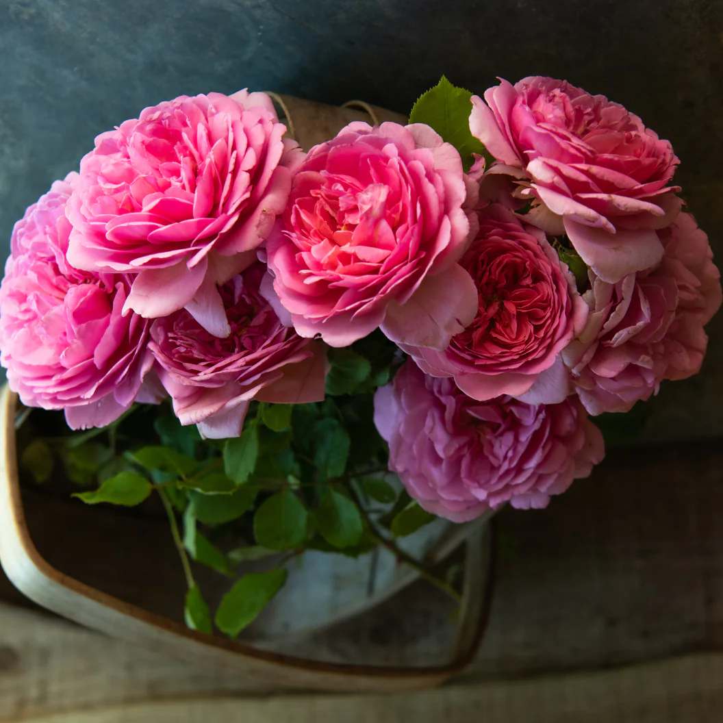 David Austin® Princess Alexandra of Kent™ Rose Bush - Image 3