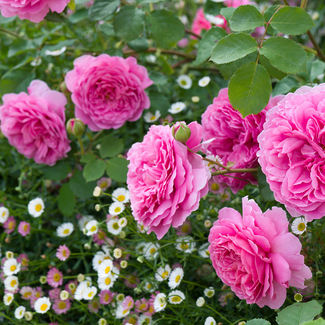 David Austin® Princess Alexandra of Kent™ Rose Bush - Image 4