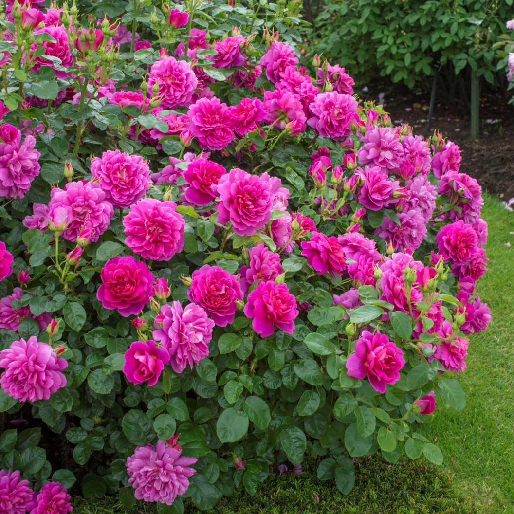 David Austin® Princess Anne™ Rose Shrub - Image 2