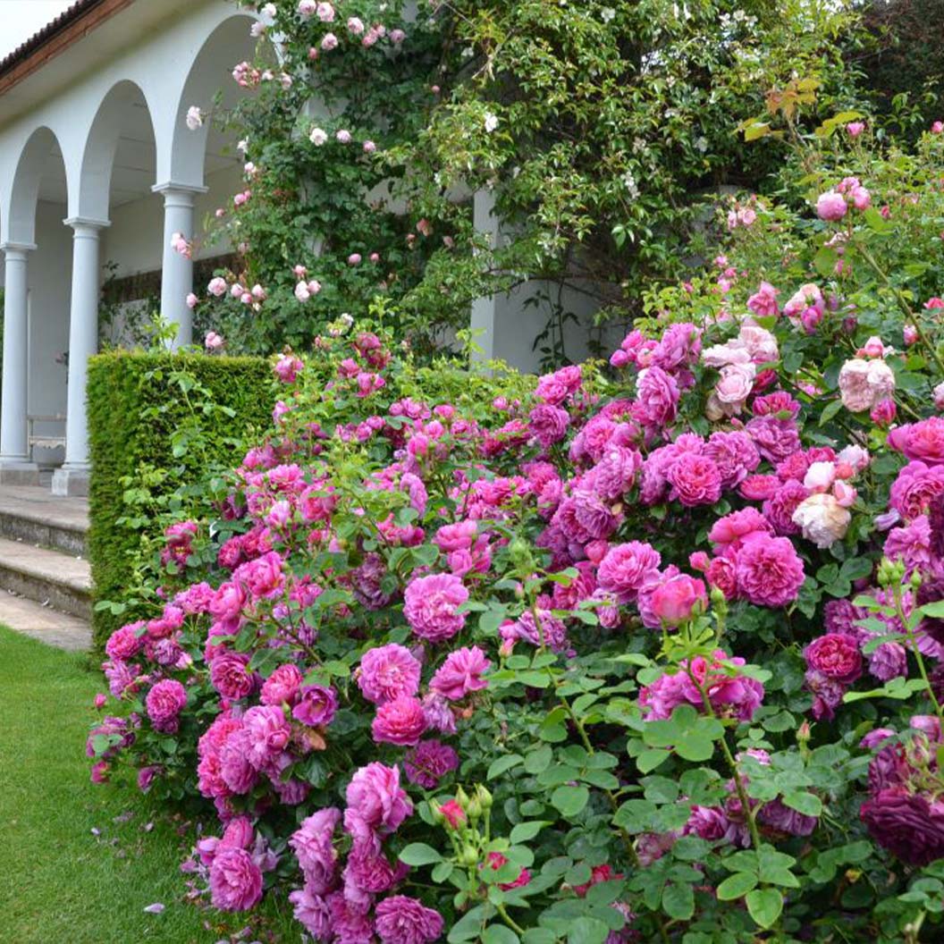 David Austin® Princess Anne™ Rose Shrub - Image 3