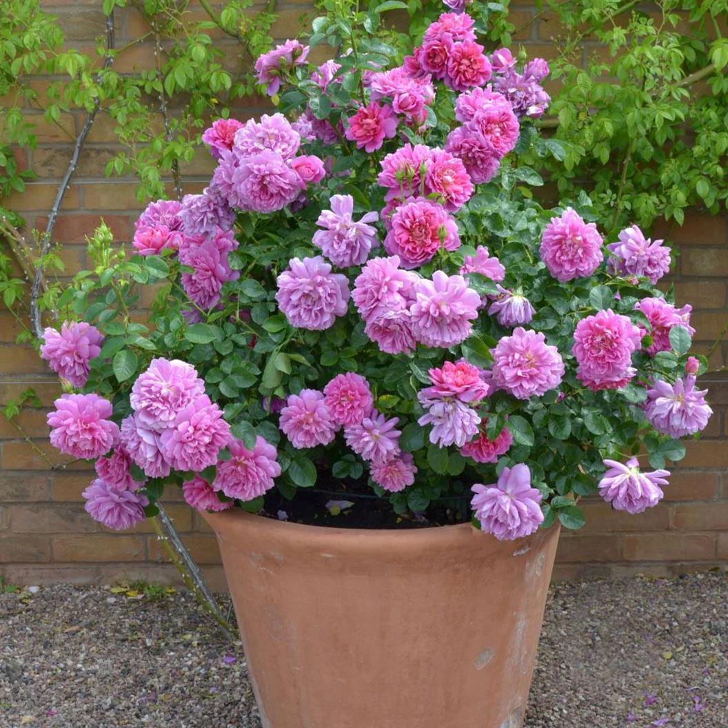 David Austin® Princess Anne™ Rose Shrub - Image 4