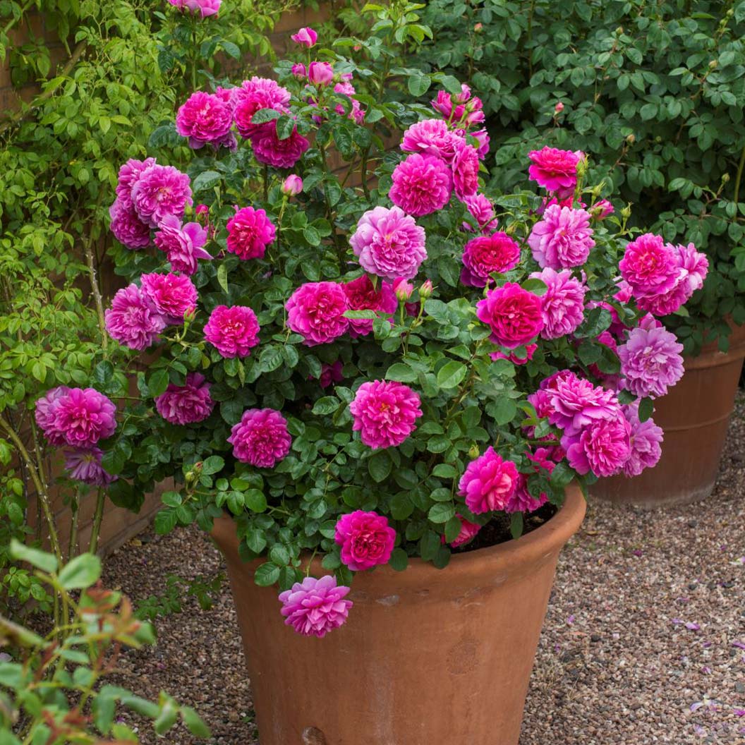 David Austin® Princess Anne™ Rose Shrub - Image 5