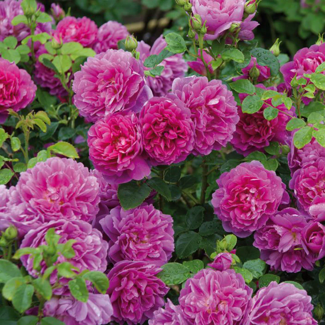 David Austin® Princess Anne™ Rose Shrub - Image 6