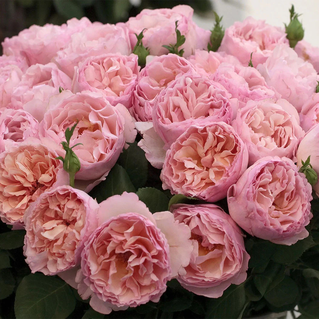 Bloomables® Princesse Charlene de Monaco® Rose - Image 2