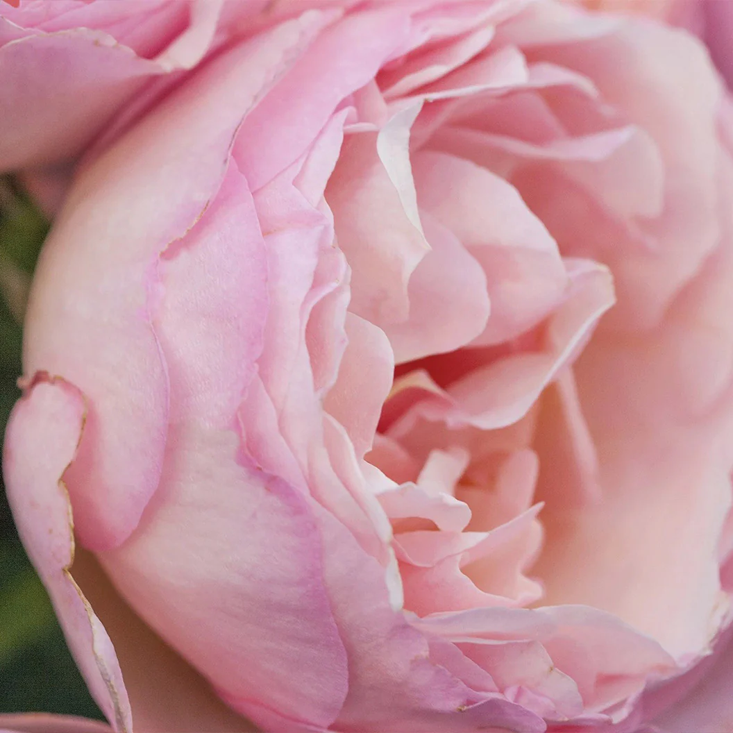 Bloomables® Princesse Charlene de Monaco® Rose - Image 3