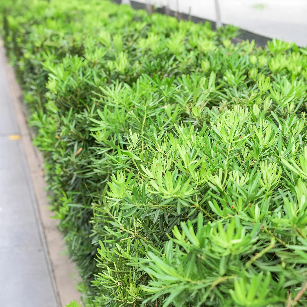 Pringles Dwarf Podocarpus - Image 2