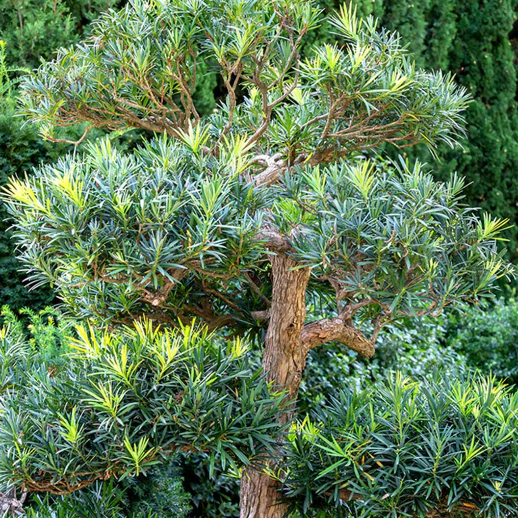 Pringles Dwarf Podocarpus - Image 3