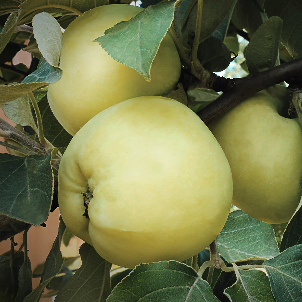Pristine Apple Tree - Image 3