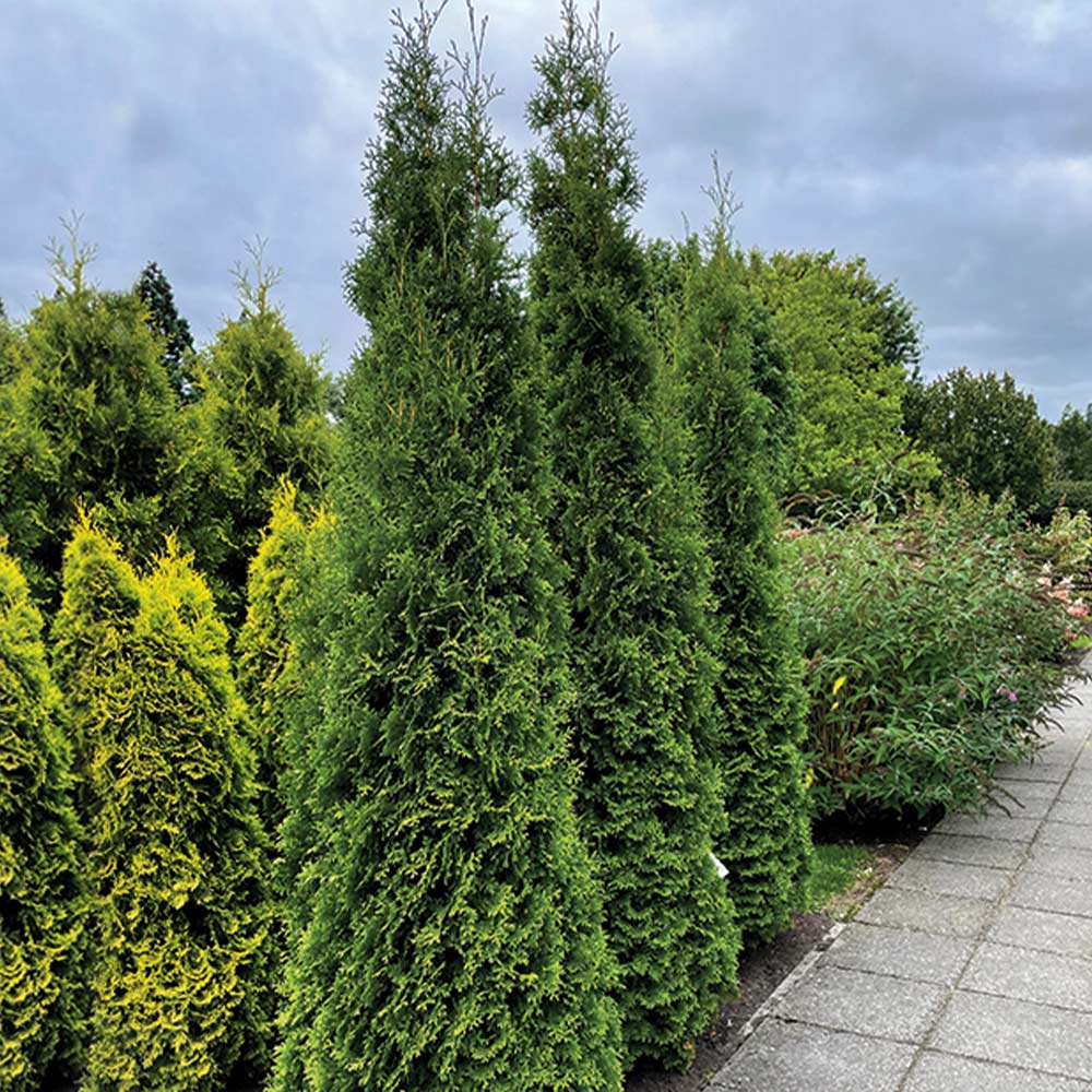 Private Jet™ Arborvitae - Image 2