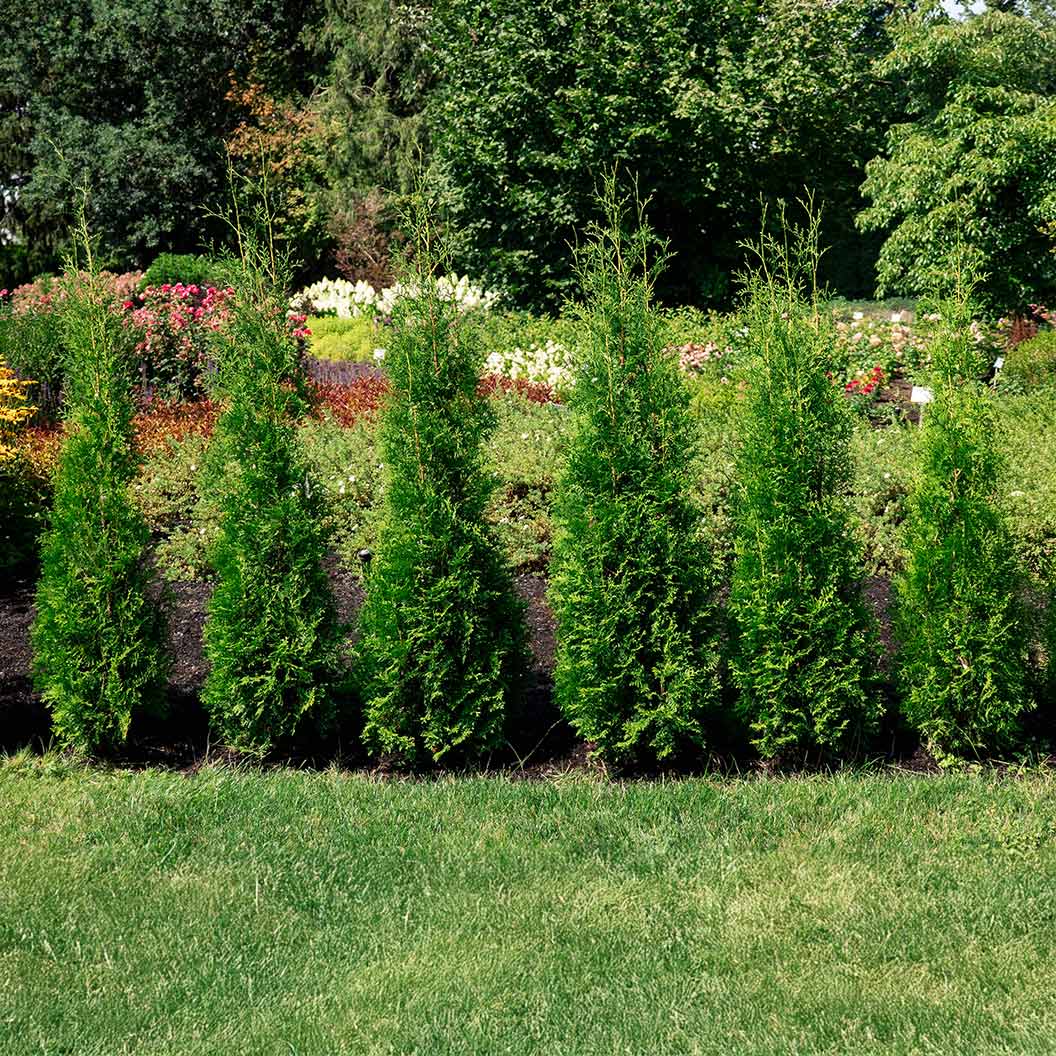 Private Jet™ Arborvitae - Image 3