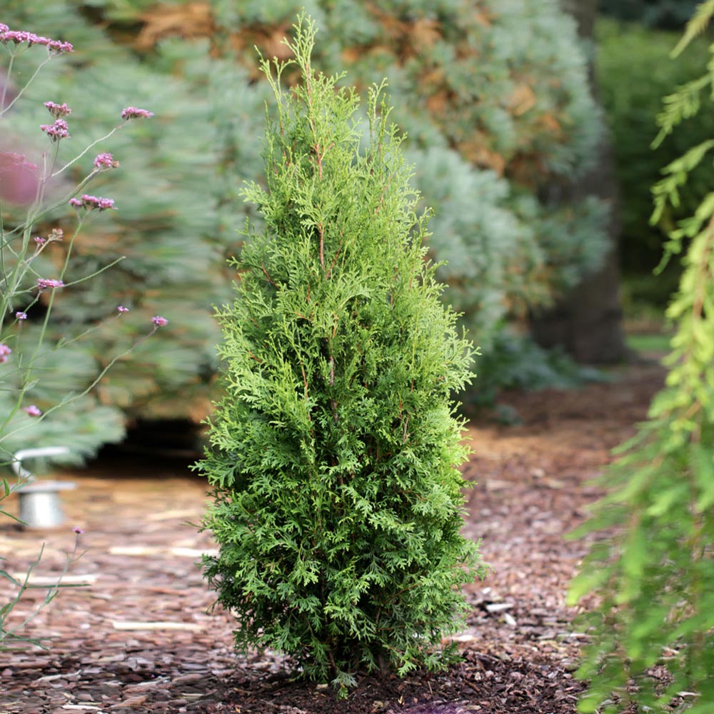 Private Jet™ Arborvitae - Image 4