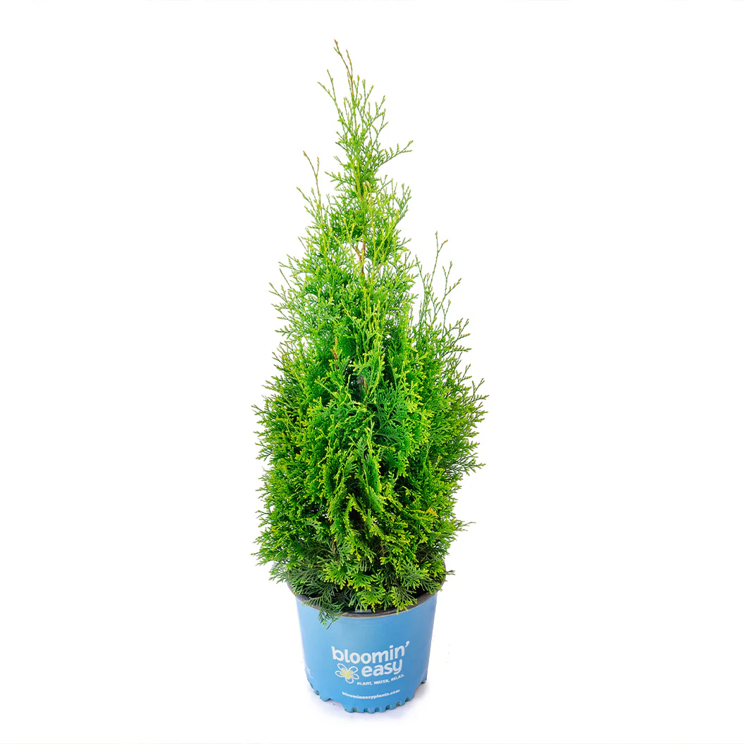 Private Jet™ Arborvitae - Image 5