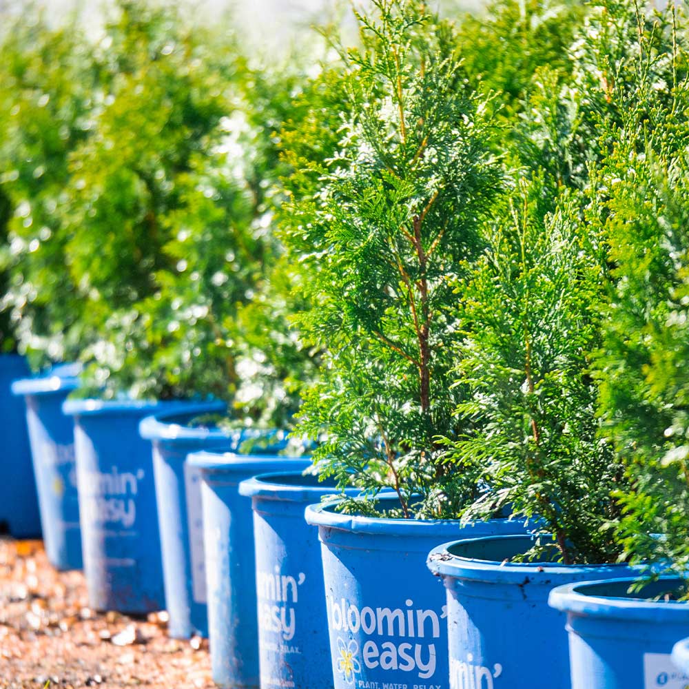 Private Jet™ Arborvitae - Image 6
