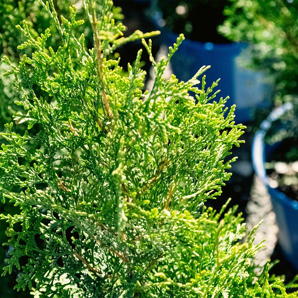 Private Jet™ Arborvitae - Image 7