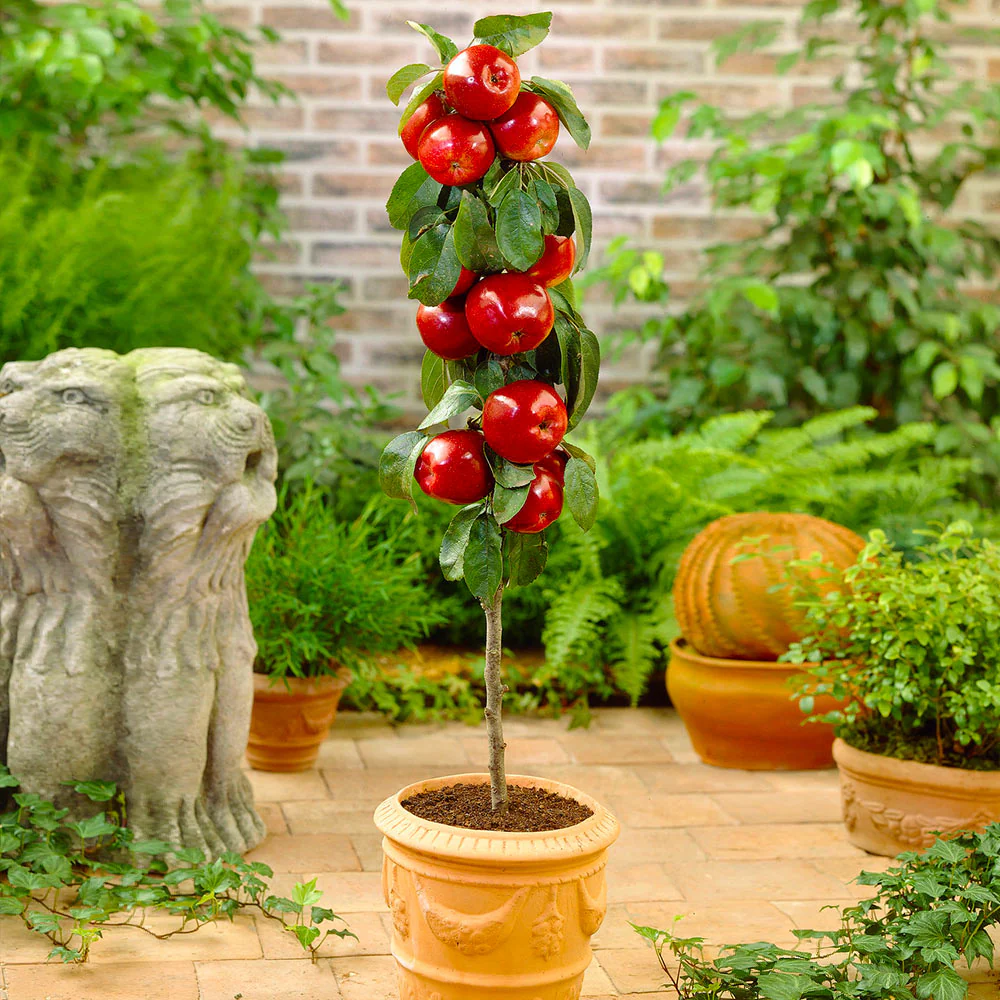 North Pole Columnar Apple Tree - Image 2