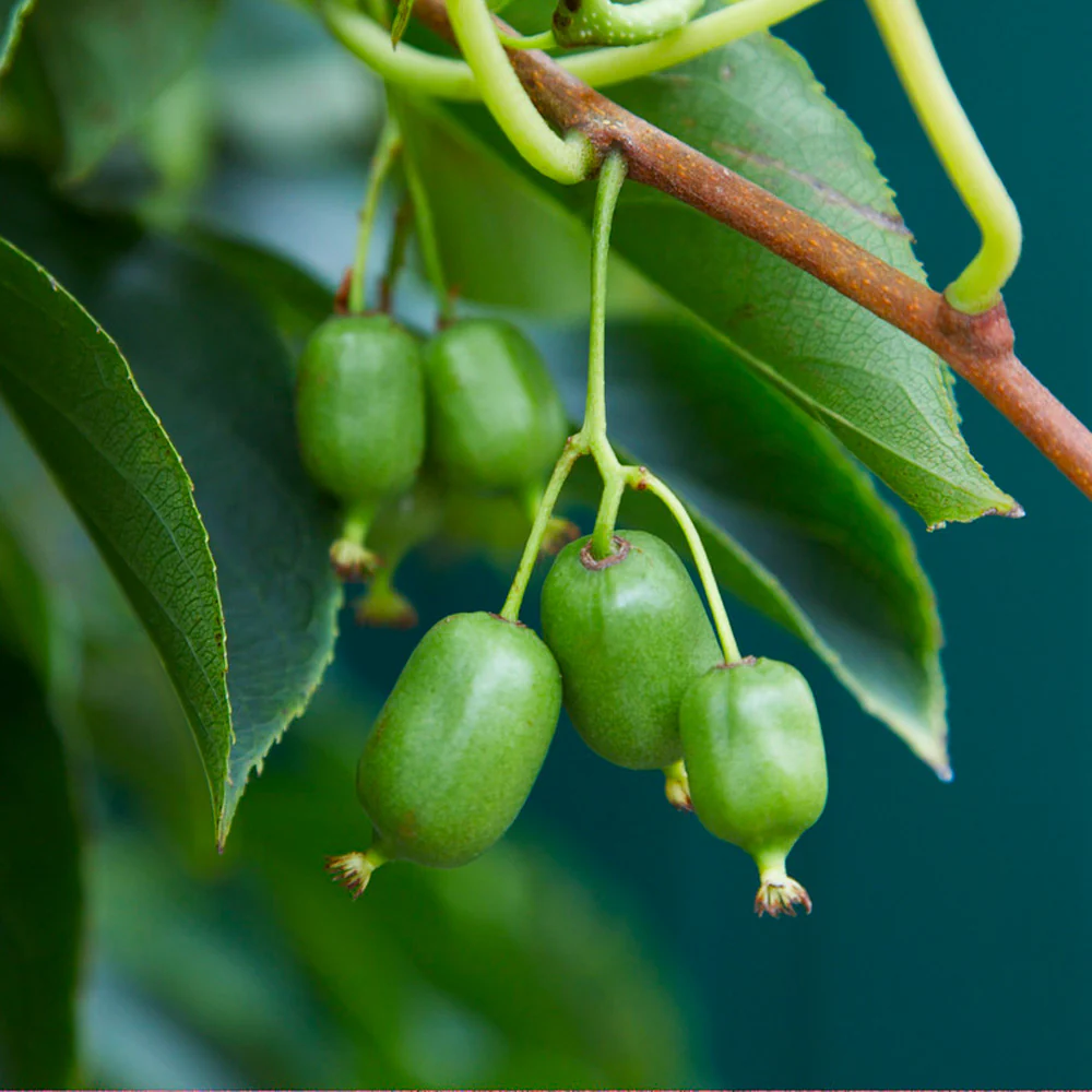 Prolific Kiwi Vine - USDA Organic - Image 2