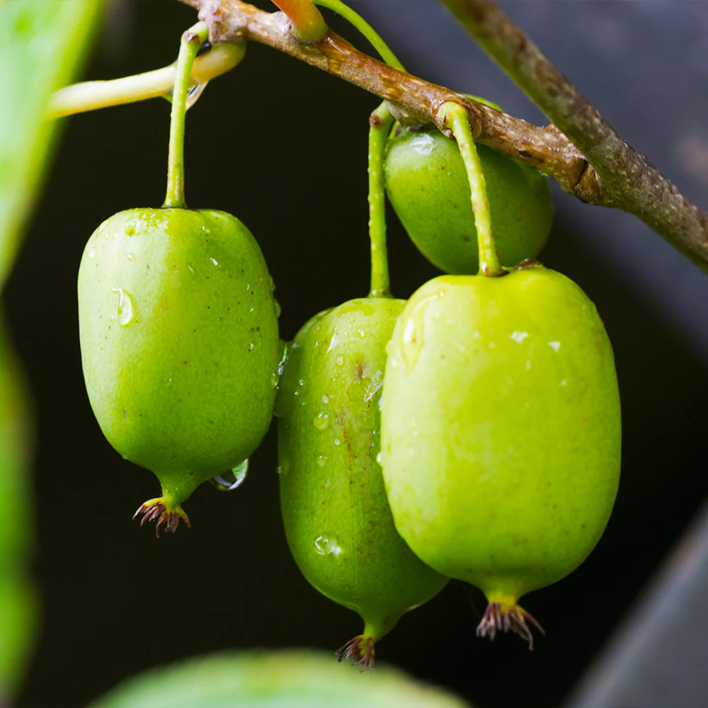Prolific Kiwi Vine - USDA Organic - Image 4