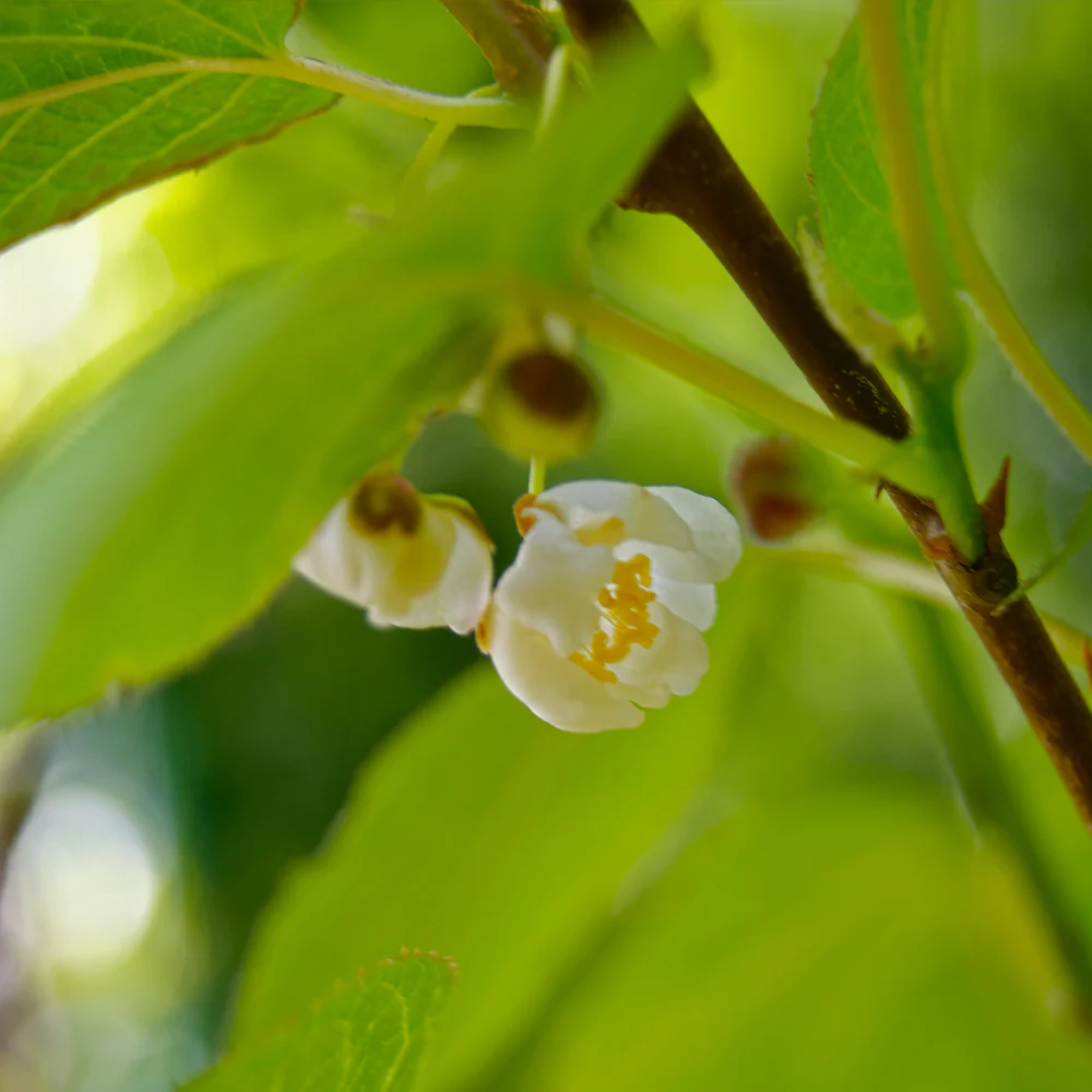 Prolific Kiwi Vine - USDA Organic - Image 5