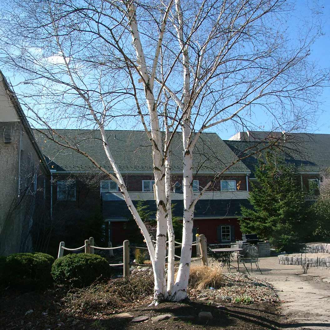 Proven Winners® Avalanche™ Birch Tree - Image 3