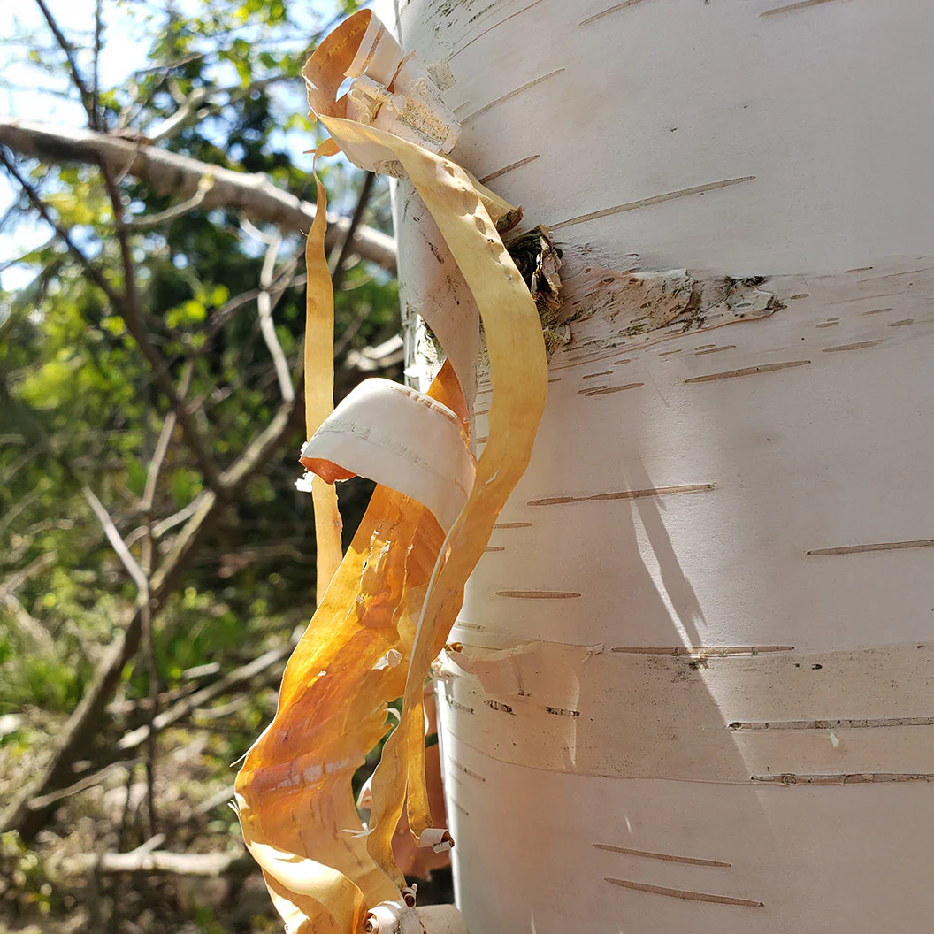 Proven Winners® Avalanche™ Birch Tree - Image 4