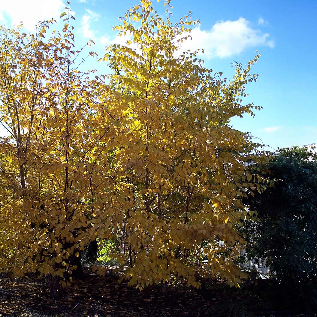 Proven Winners® Avalanche™ Birch Tree - Image 5