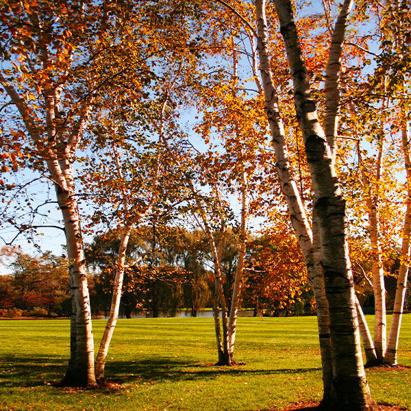 Proven Winners® Avalanche™ Birch Tree - Image 6