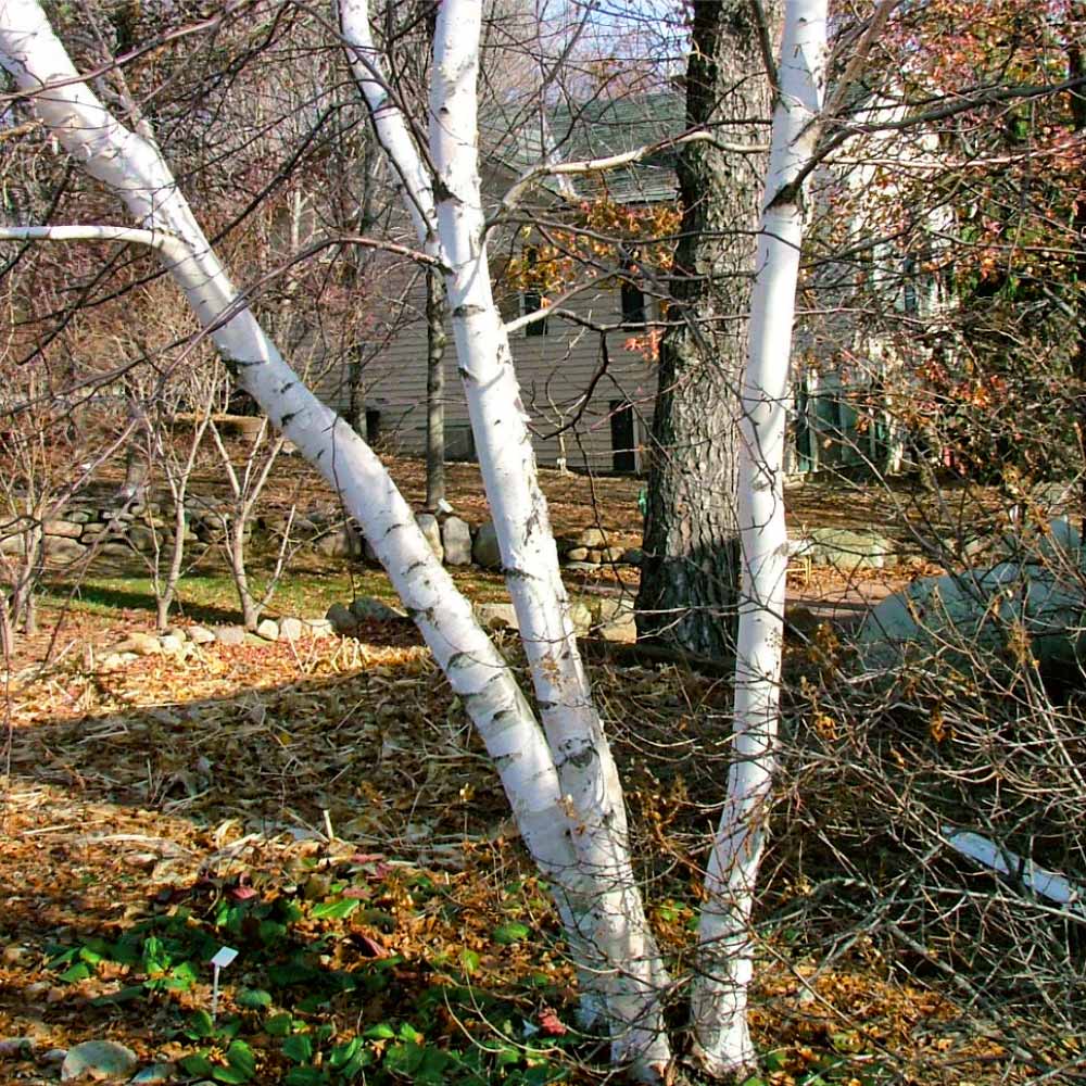 Proven Winners® Avalanche™ Birch Tree - Image 7
